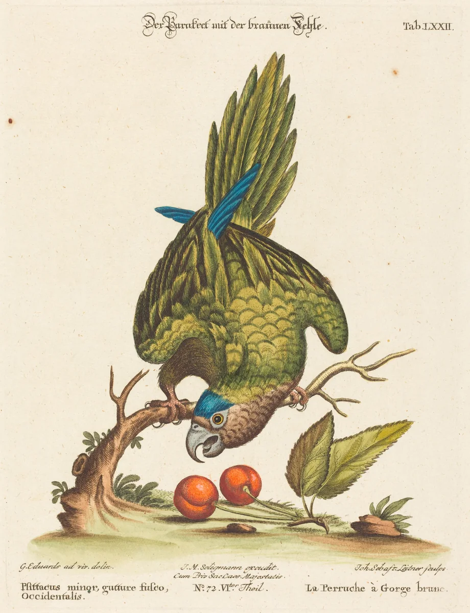 Psittacus minor gutture fusco, occidentalis by Johann Sebastian Leitner; George Edwards, print, 1715-1795