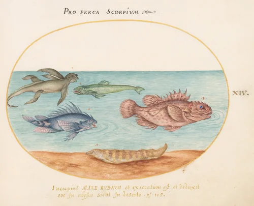 Plate 14: A "Sea Ape," Two Scorpion Fish, and Two Other Fish by Joris Hoefnagel, drawing, 1570-1599