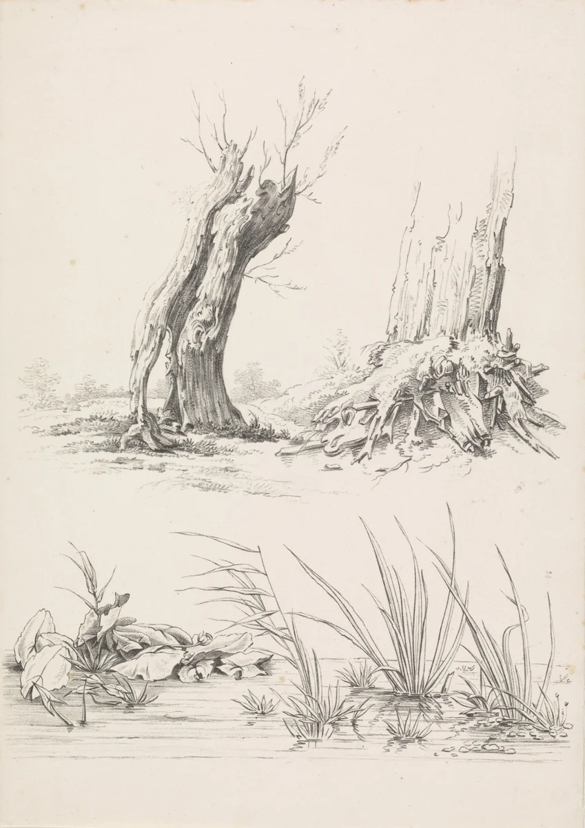 Twee bomen en een poel met waterplanten by Joannes Bemme, print, 1809-1841