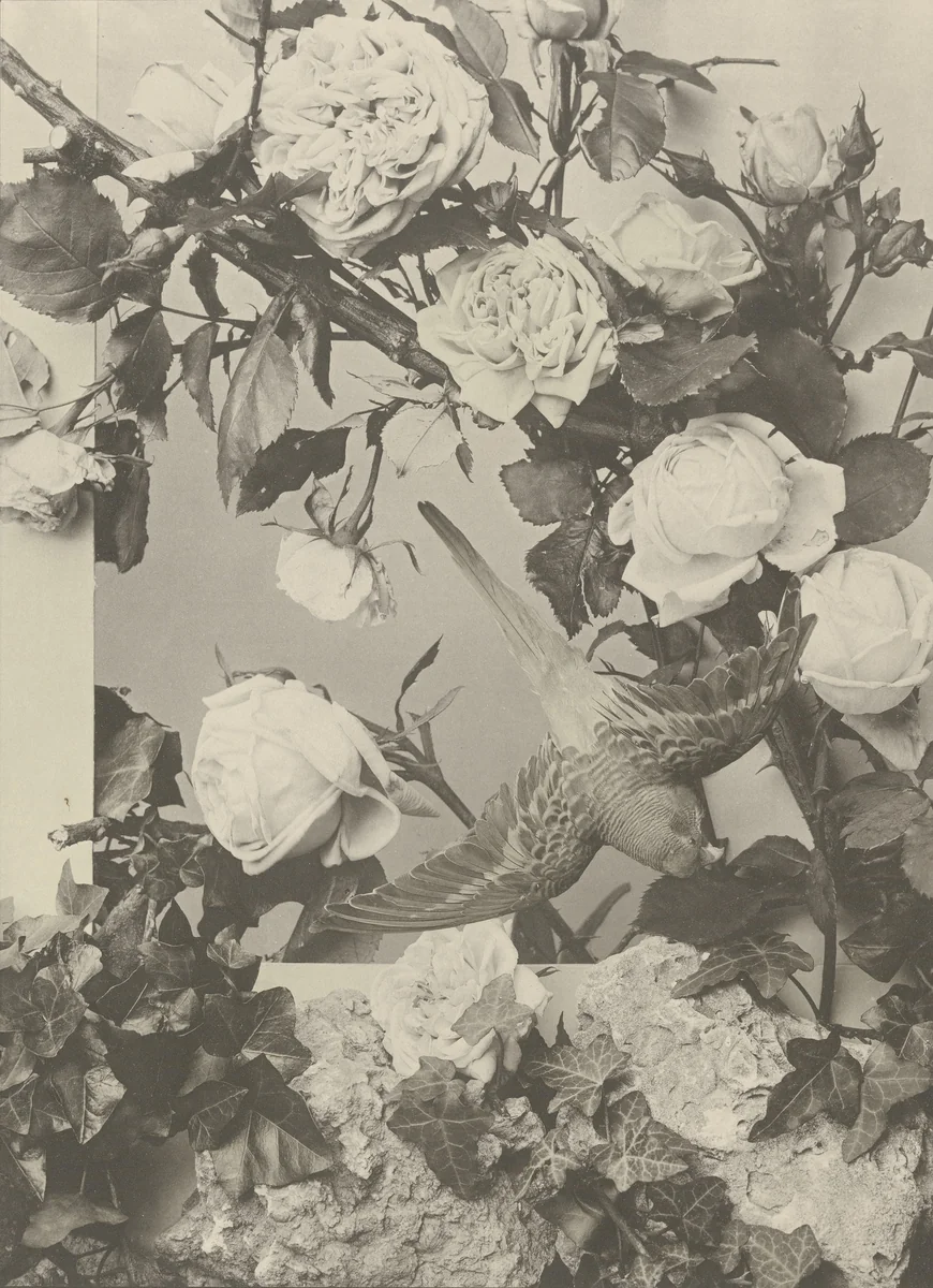 Page from Festons und Dekorative Gruppen by Unidentified Photographer, photograph, 1893