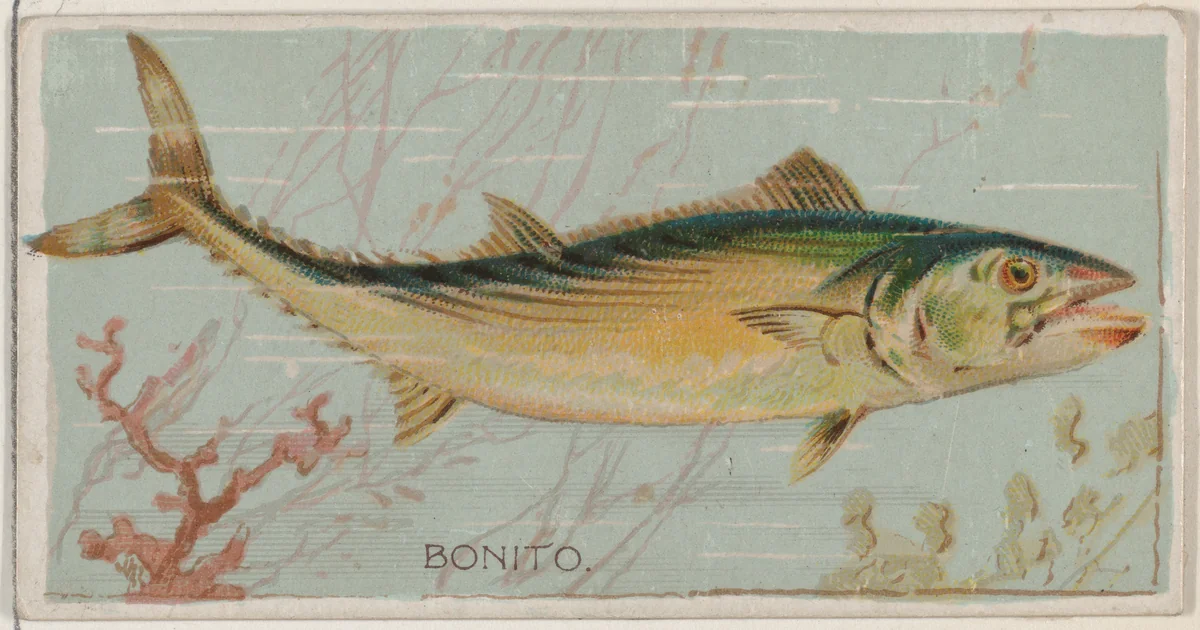 Bonito, from the series Fishers and Fish (N74) for Duke brand cigarettes by Knapp & Company, print, 1888
