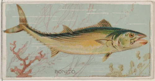 Bonito, from the series Fishers and Fish (N74) for Duke brand cigarettes by Knapp & Company, print, 1888