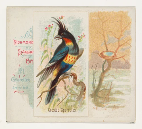 Crested Sparactes, from the Song Birds of the World series (N42) for Allen & Ginter Cigarettes by Allen & Ginter, print, 1890