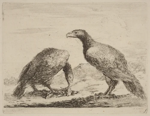 Two Eagles, One Eating a Small Lamb by Stefano della Bella, print, 1610-1664