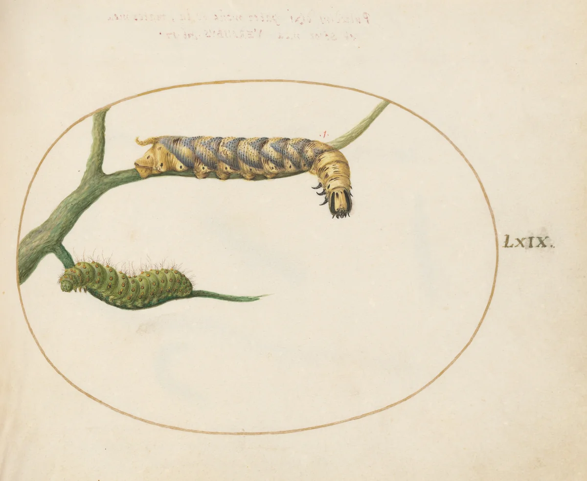 Plate 69: Emperor Moth Caterpillar with a Second Caterpillar on a Branch by Joris Hoefnagel, drawing, 1570-1599