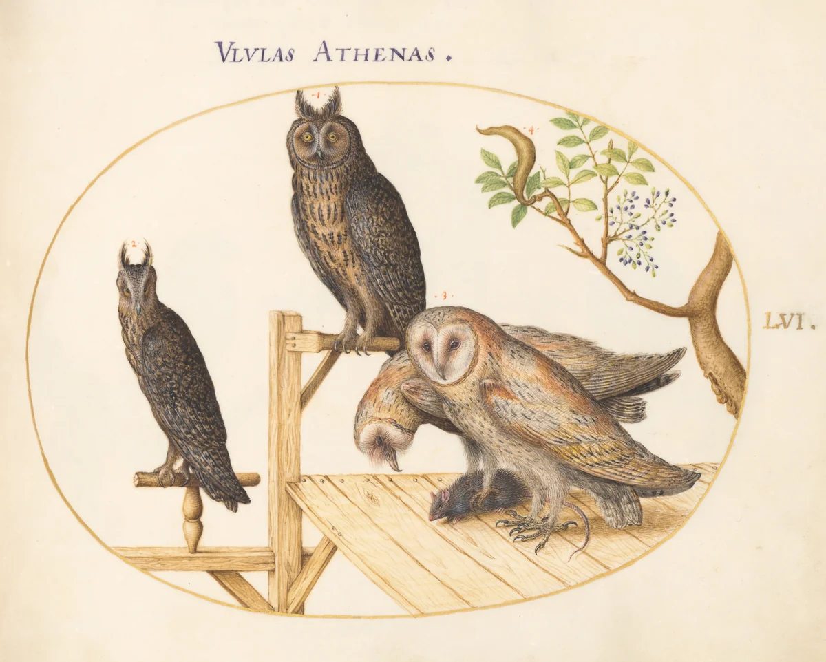 Plate 56: Barn Owls with a Mouse, Eagle Owl(?) and Another Owl by Joris Hoefnagel, drawing, 1570-1599
