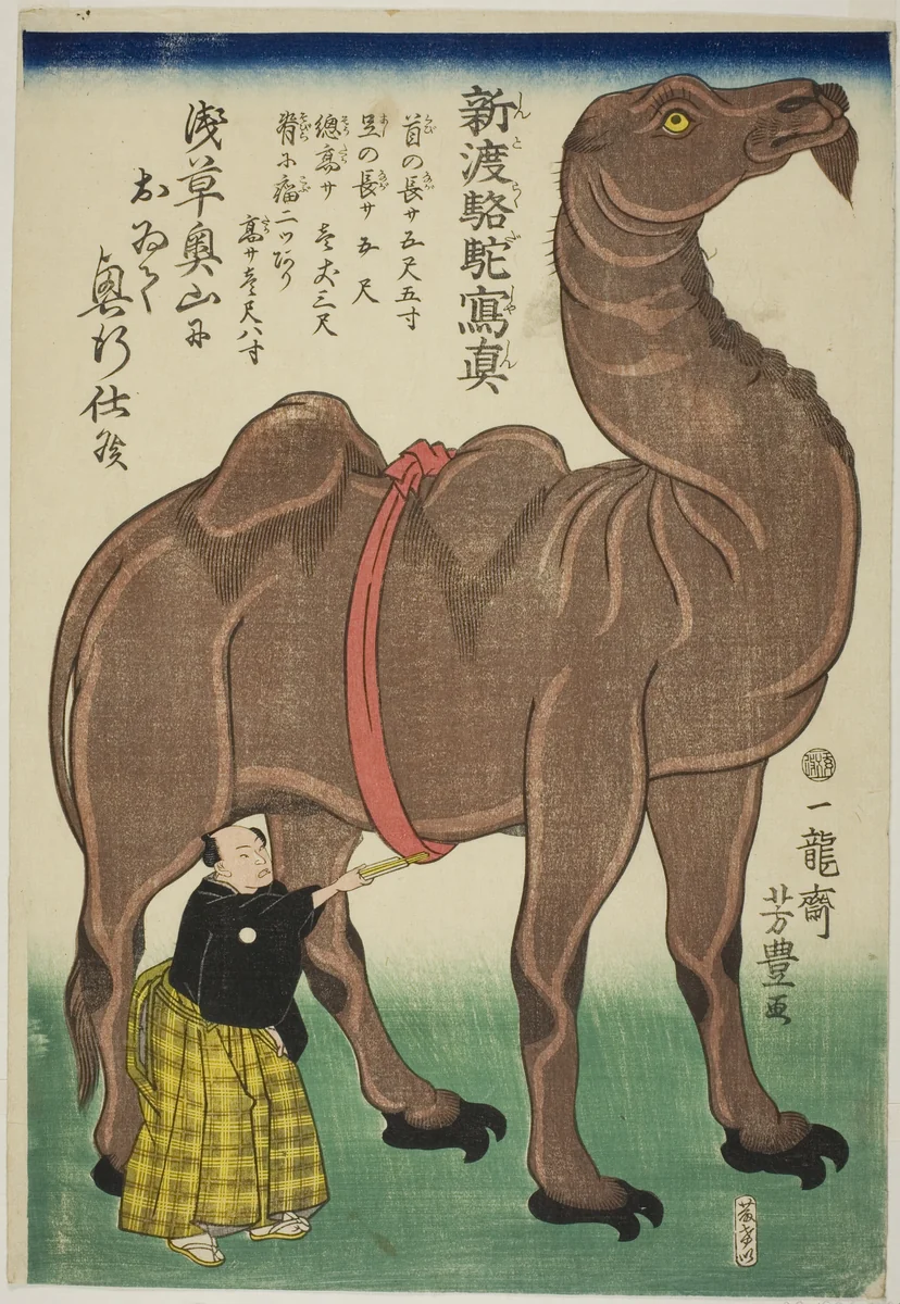 True Drawing of a Newly Arrived Camel (Shinto rakuda shashin) by Utagawa Yoshitoyo, print, 1863