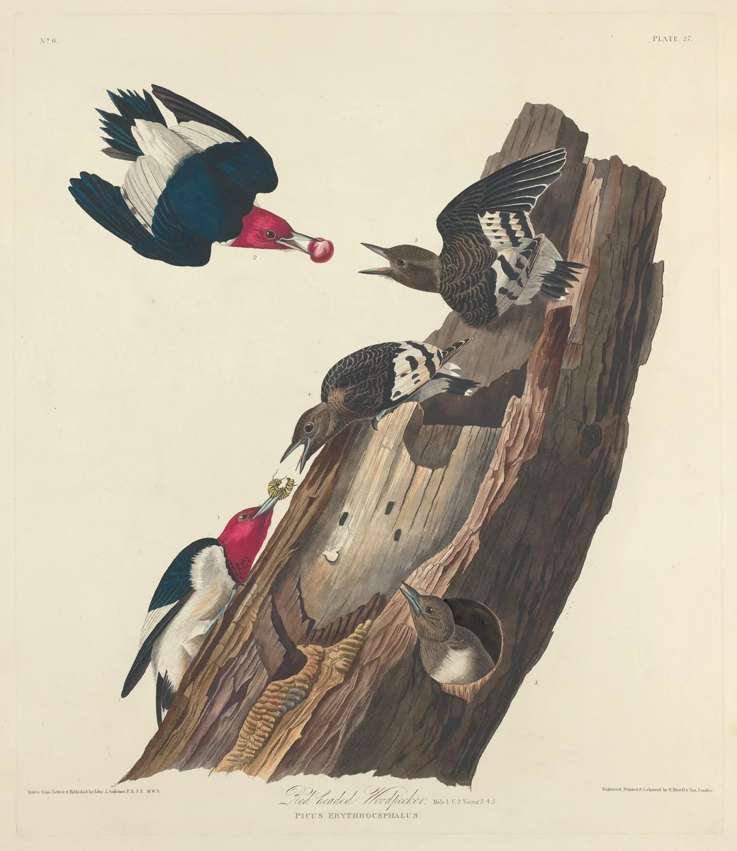 Red-headed Woodpecker by Robert Havell, Jr.; John James Audubon, print, 1828