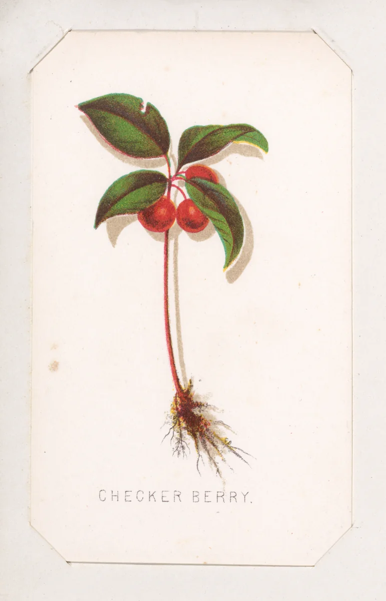 Checker Berry card from the Plant with Root series by Louis Prang & Co., print, 1862-1869