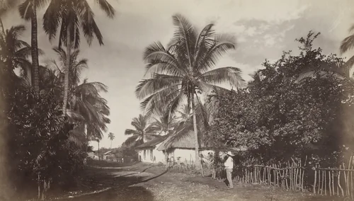 Cocoa Palm, Retalhuleu by Eadweard Muybridge, photograph, 1875
