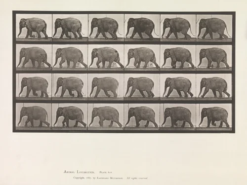 Animal Locomotion. An Electro-Photographic Investigation of Consecutive Phases of Animal Movements. Commenced 1872 - Completed 1885. Volume XI, Wild Animals and Birds by Eadweard Muybridge, book, 1880-1889