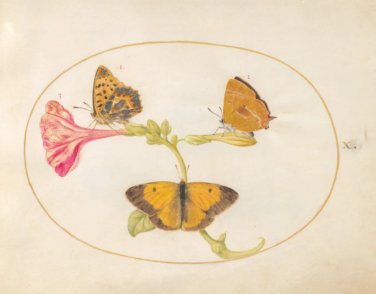 Plate 10: Brown Hairstreak, Silver-Washed Fritillary, and Clouded Yellow Butterflies on a Four-o'-Clock Flower by Joris Hoefnagel, drawing, 1570-1599