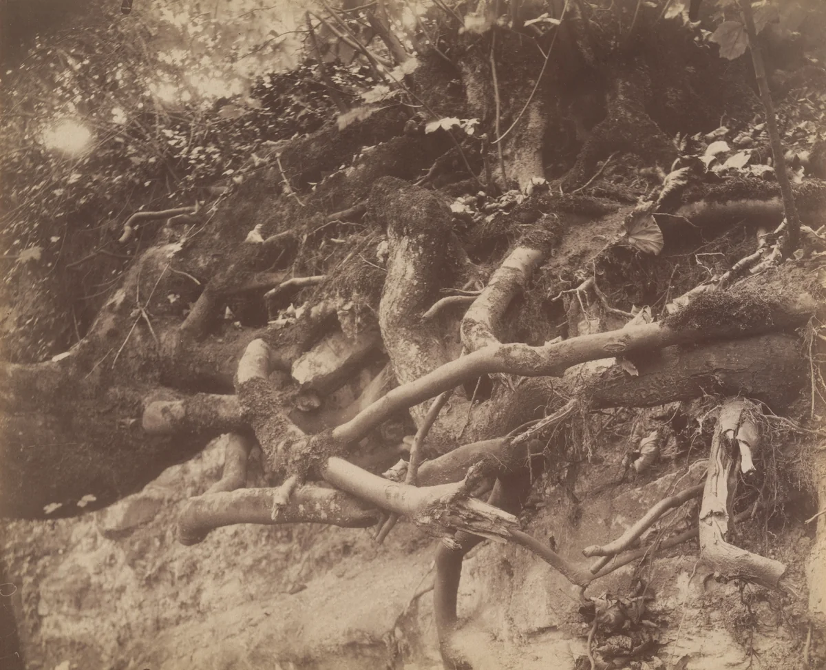 Parc de Saint-Cloud by Eugène Atget, photograph, 1906