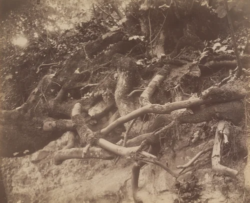 Parc de Saint-Cloud by Eugène Atget, photograph, 1906