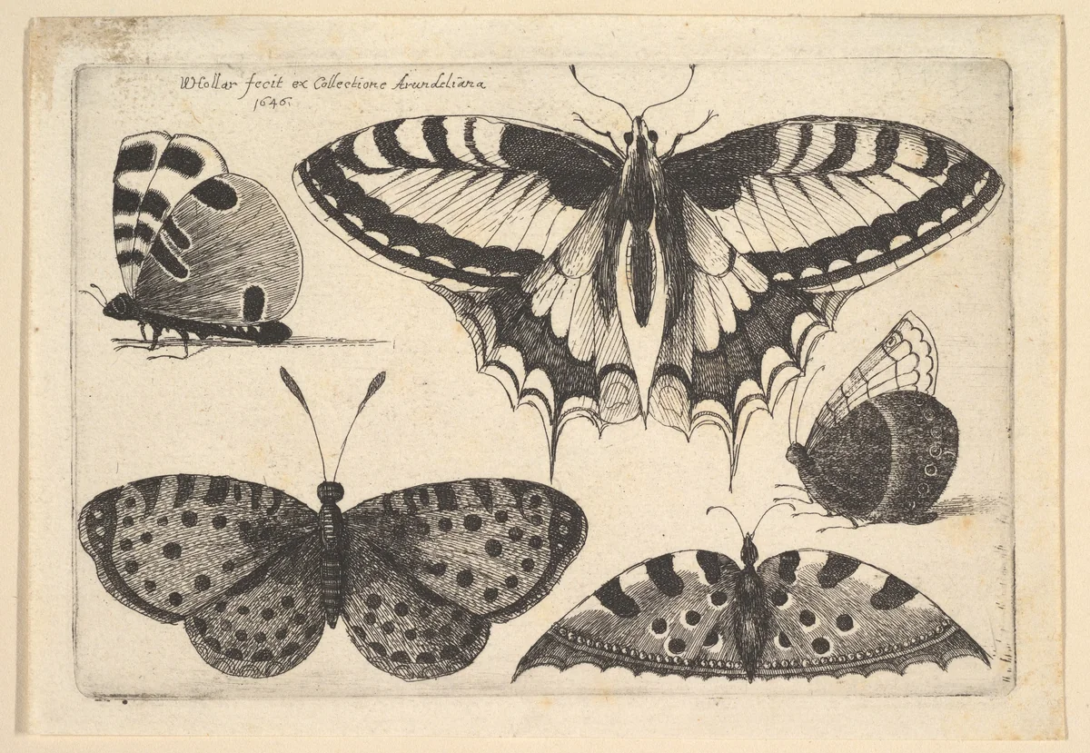 Five Butterflies by Wenceslaus Hollar, print, 1646