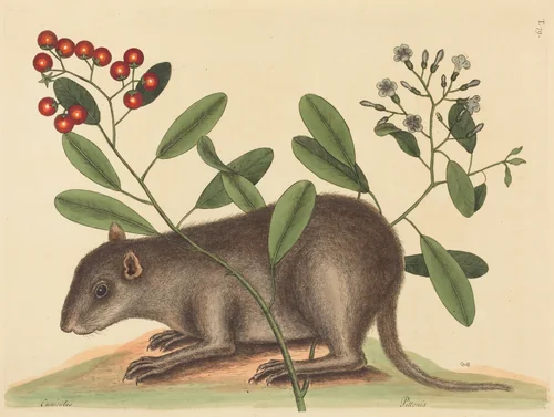 The Bahama Coney (Mus Monax) by Mark Catesby, print, 1754