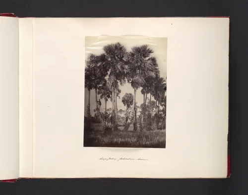 Sugar-Palms Petchaburi Siam by John Thomson, photograph, 1865
