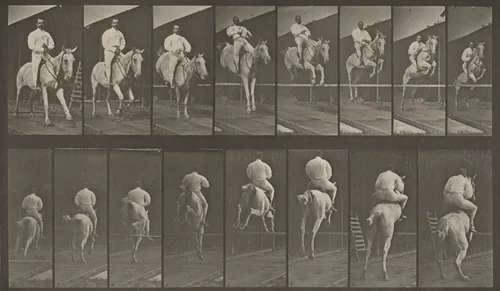 Plate Number 644. "Pandora" jumping a hurdle, saddled, clearing, landing and knocking over the hurdle; rider by Eadweard Muybridge, photograph, 1887