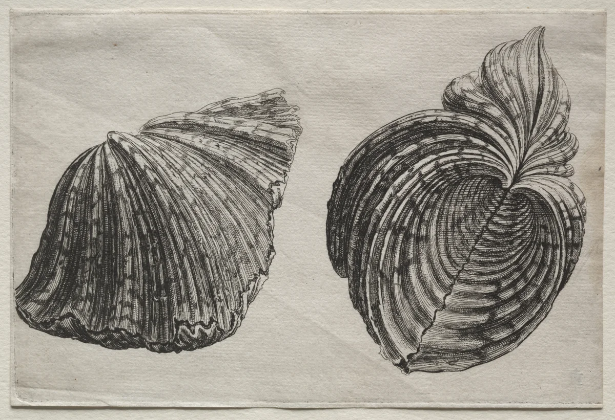 Shells: Hippopus maculatus Lam by Wenceslaus Hollar, print, 1640-1649