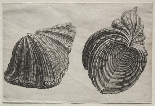 Shells: Hippopus maculatus Lam by Wenceslaus Hollar, print, 1640-1649