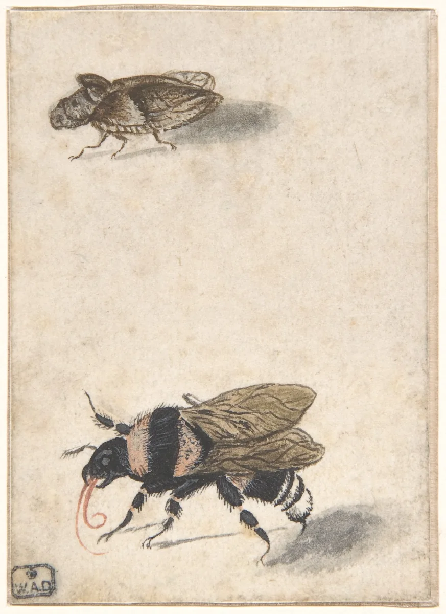 A Bumble Bee and a Fulgoroid by anonymous, drawing, 1600-1700
