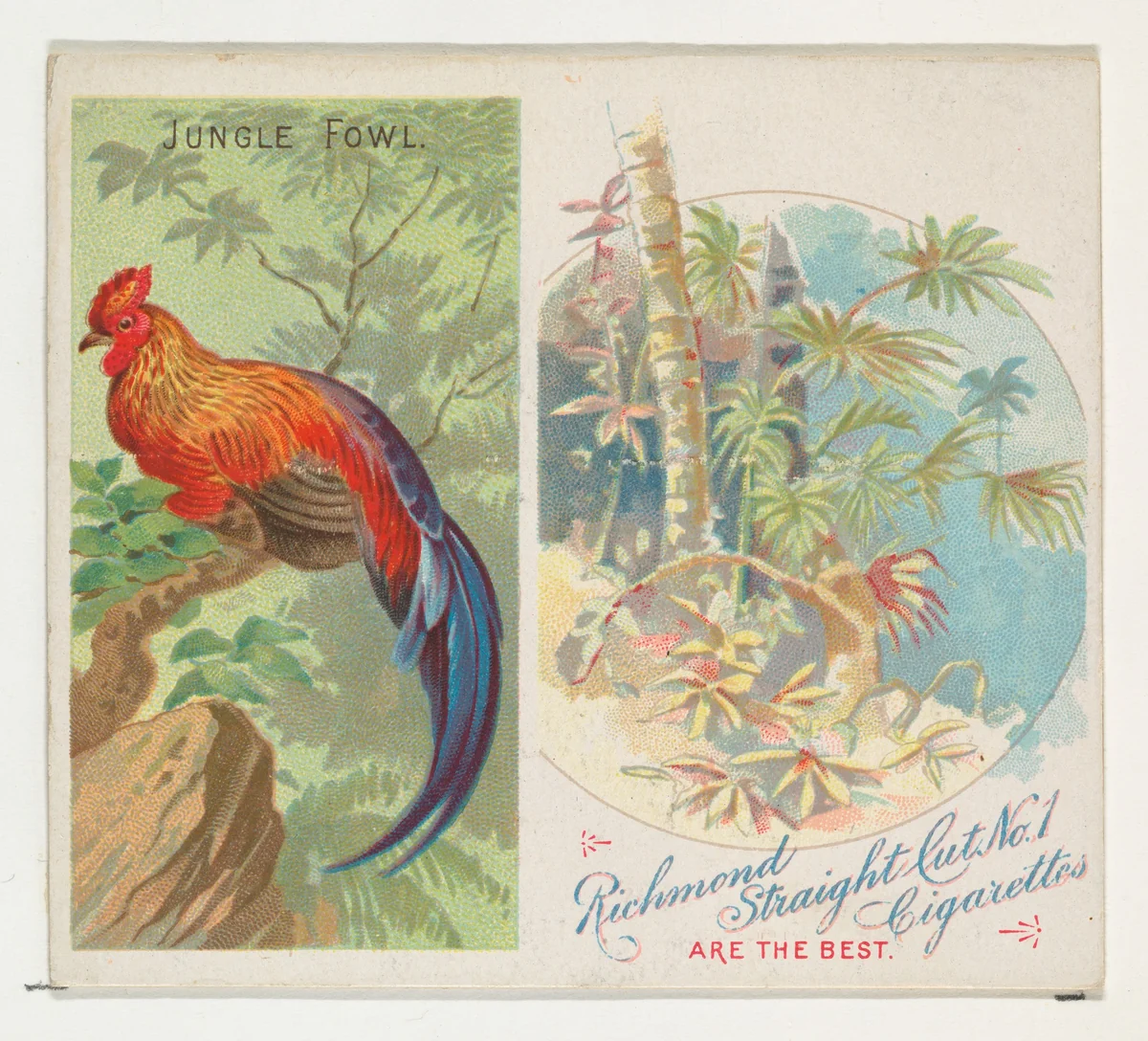 Jungle Fowl, from Birds of the Tropics series (N38) for Allen & Ginter Cigarettes by Allen & Ginter, print, 1889