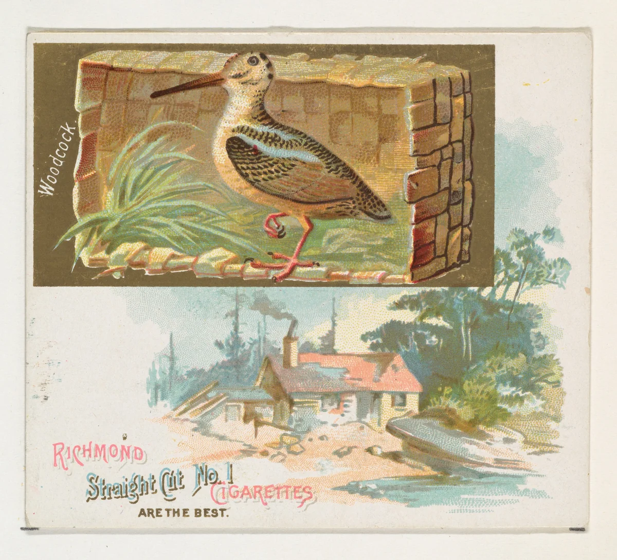 Woodcock, from the Game Birds series (N40) for Allen & Ginter Cigarettes by Allen & Ginter, print, 1888-1890