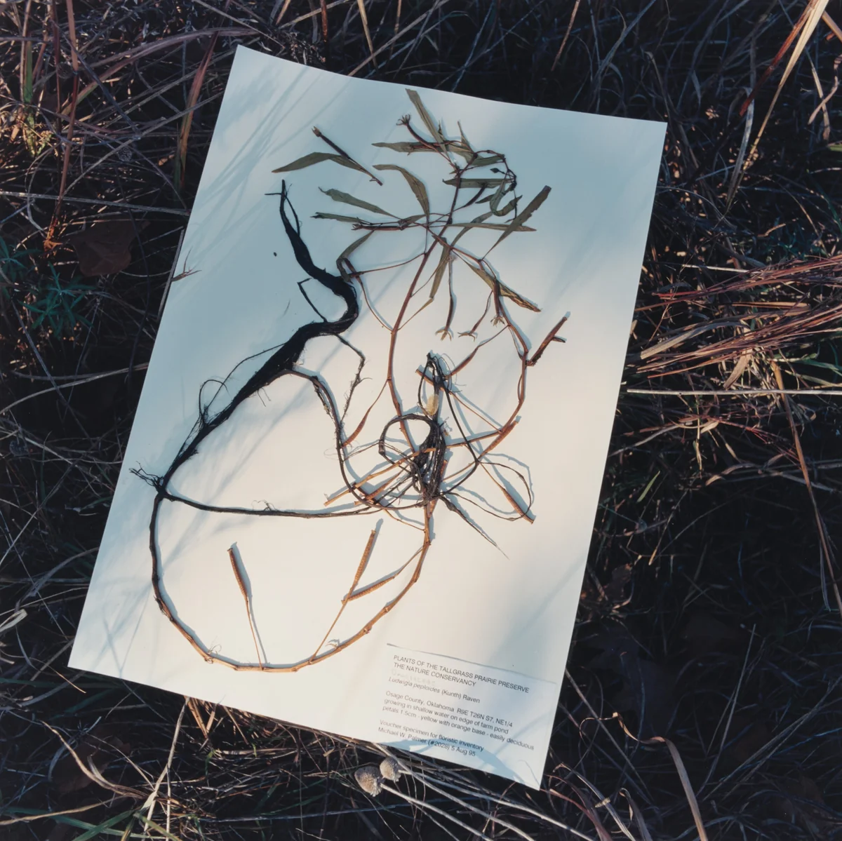 Ludwigia peploides, Floating Evening Primrose by Terry Evans, photograph, 1999