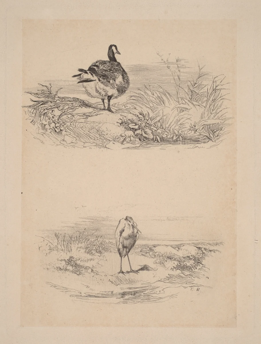 Oie, Heron by Karl Bodmer, print, 1809-1893