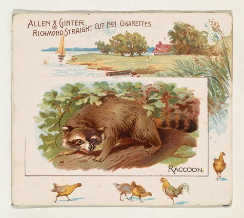 Raccoon, from Quadrupeds series (N41) for Allen & Ginter Cigarettes by Allen & Ginter, print, 1890