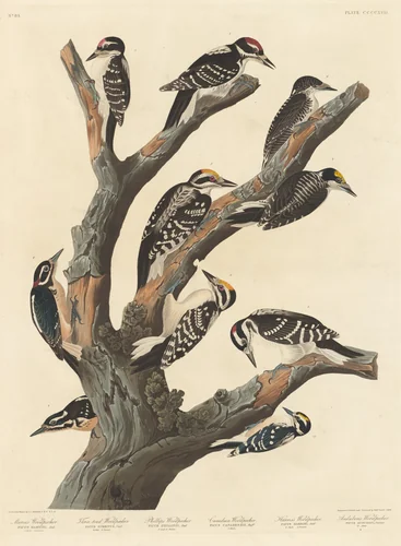 Maria's Woodpecker by Robert Havell, Jr.; John James Audubon, print, 1838