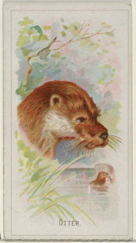 Otter, from the Wild Animals of the World series (N25) for Allen & Ginter Cigarettes by Allen & Ginter, print, 1888