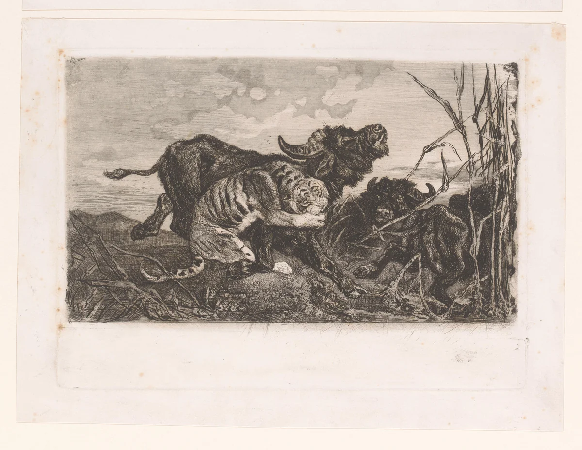 Buffels door een tijger aangevallen by Charles Verlat, print, 1868
