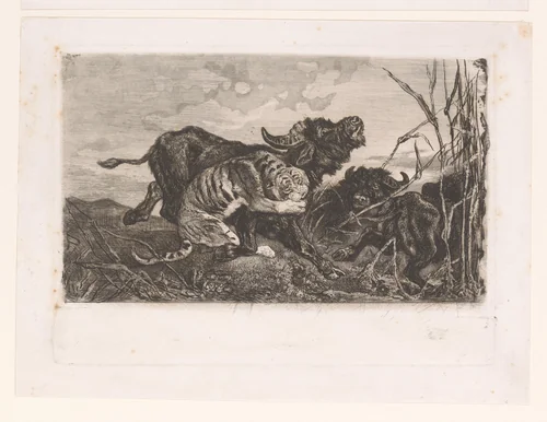 Buffels door een tijger aangevallen by Charles Verlat, print, 1868