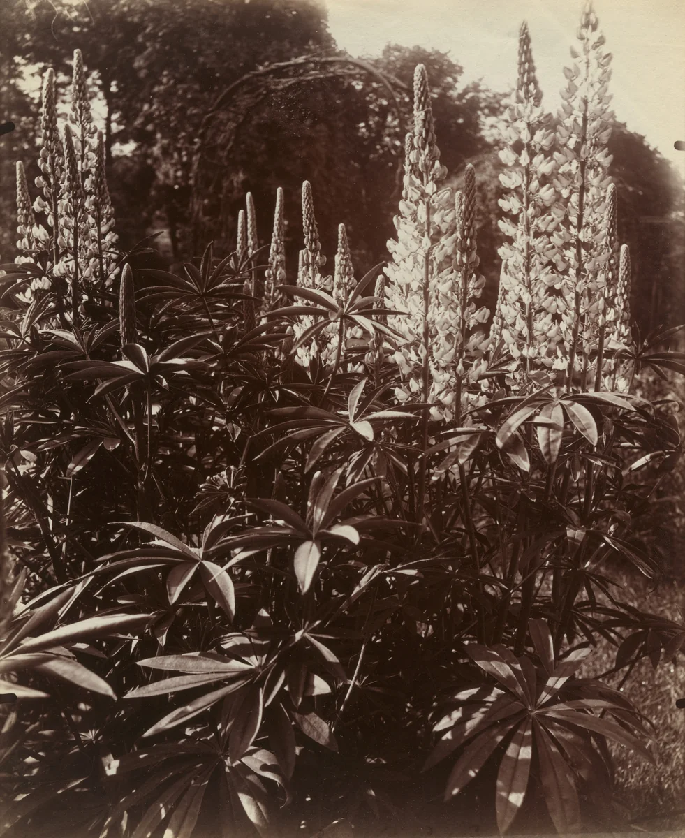 Lubin de Bohème by Eugène Atget, photograph, 1921