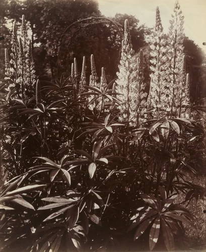 Lubin de Bohème by Eugène Atget, photograph, 1921