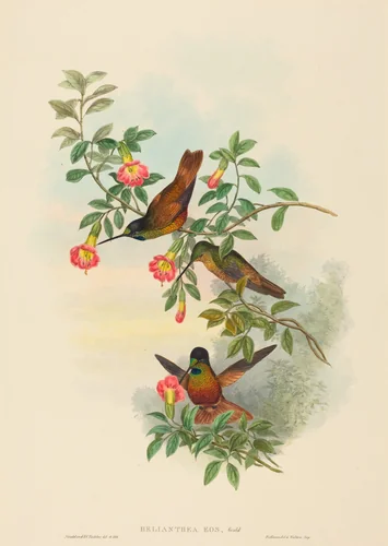 Helianthea eos (Golden Star-frontlet) by H.C. Richter; John Gould, print, 1804-1881