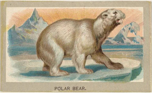 Polar Bear, from the Animals of the World series (T180), issued by Abdul Cigarettes by Abdul Cigarettes, print, 1881