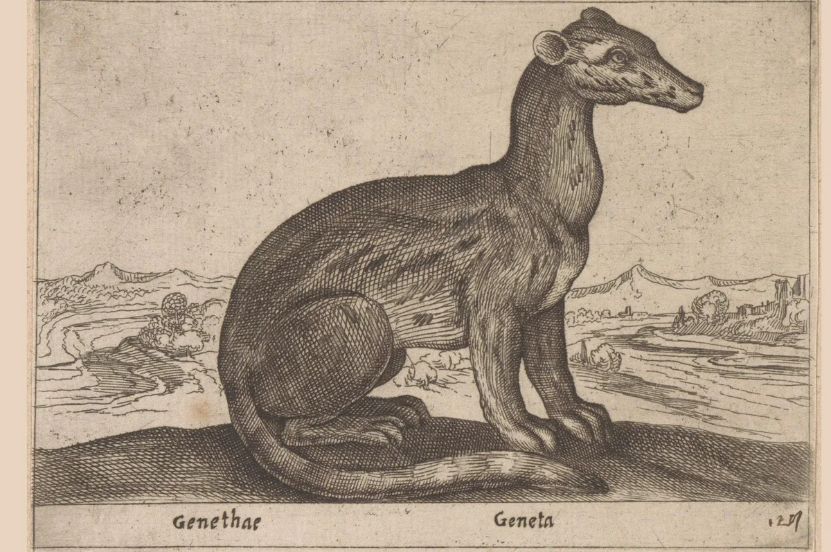 Wezen half kat half marterachtige by Antonio Tempesta, print, 1565-1630