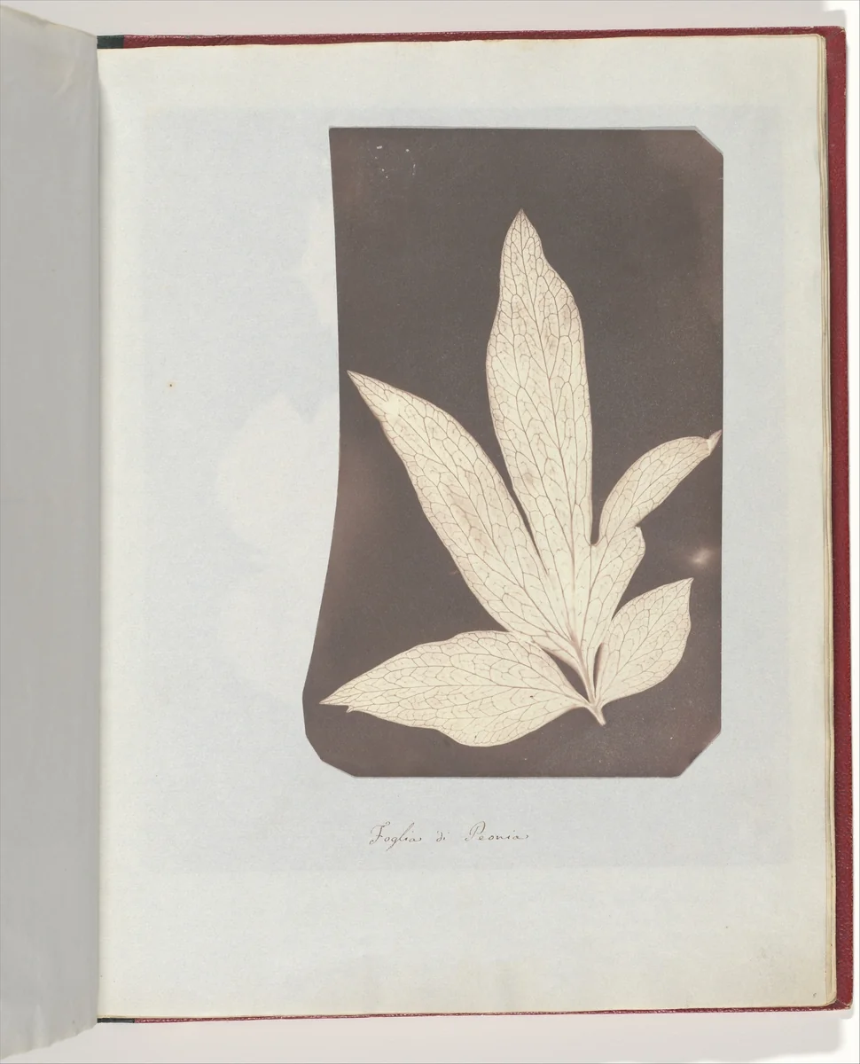 Foglia di Peonia by William Henry Fox Talbot, photograph, 1839