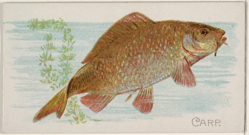Carp, from the Fish from American Waters series (N8) for Allen & Ginter Cigarettes Brands by Allen & Ginter, print, 1889
