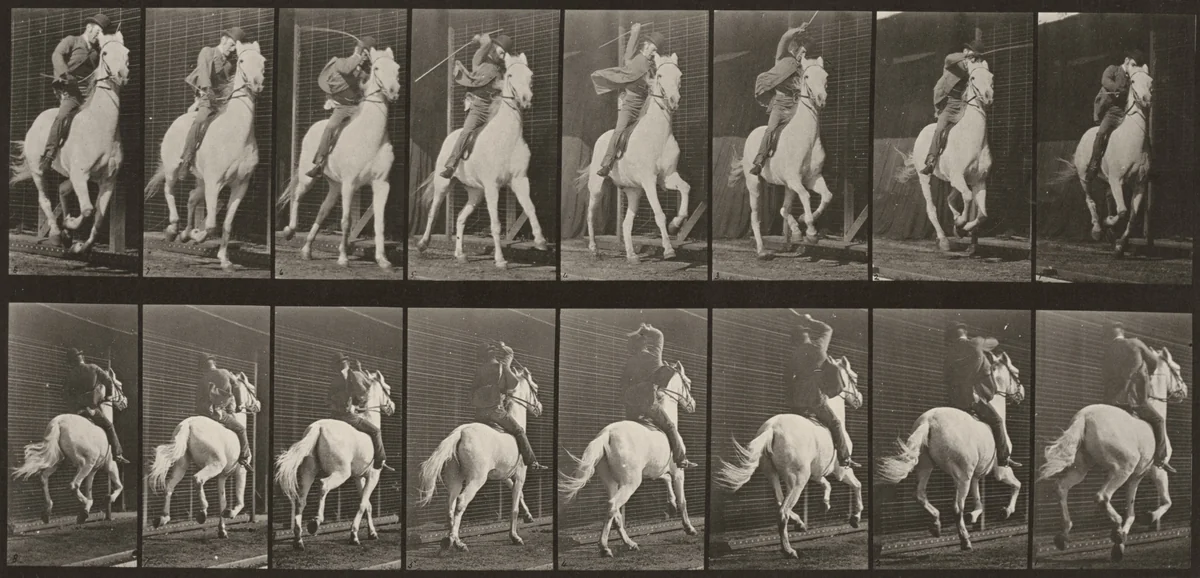 Plate Number 634. "Dan" galloping, saddled by Eadweard Muybridge, photograph, 1887
