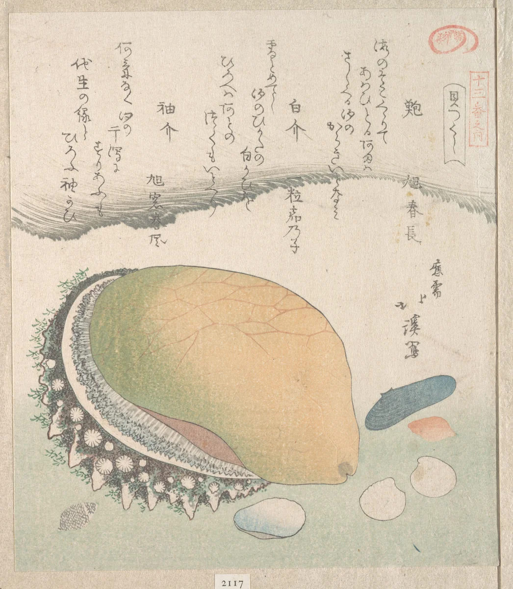 Awabi (Ear-Shell) and Various Shells by Totoya Hokkei (魚屋北渓), print, 1800-1899