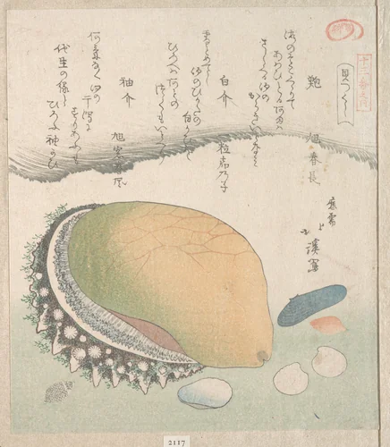 Awabi (Ear-Shell) and Various Shells by Totoya Hokkei (魚屋北渓), print, 1800-1899