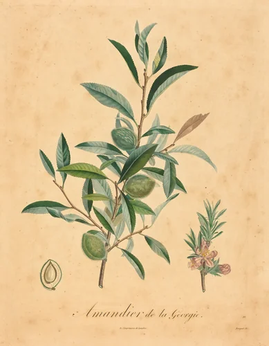 Amandier de la Georgie by A. Poiteau, print, 1800-1899