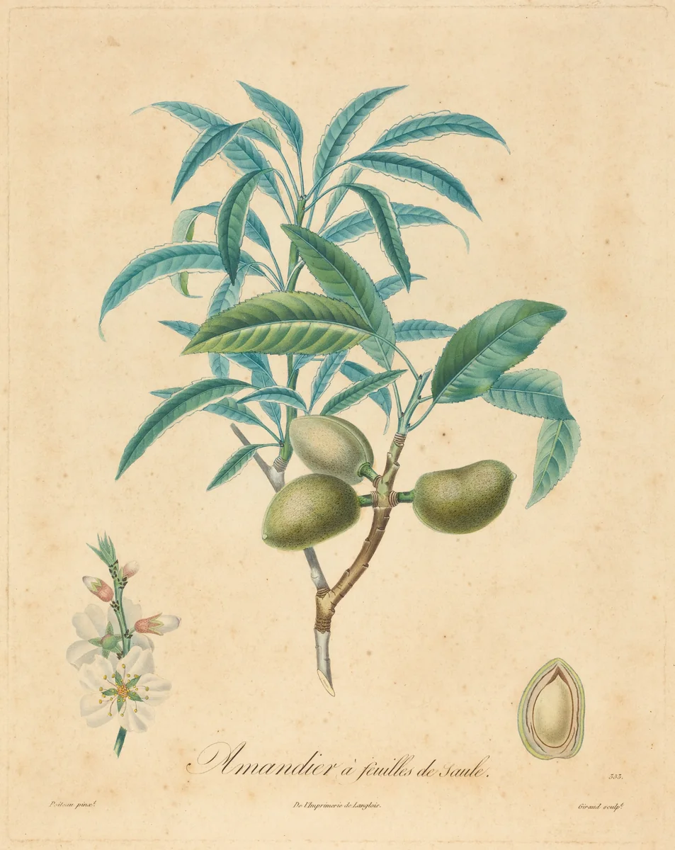 Amandier a feuilles de saulle by A. Poiteau, print, 1800-1899