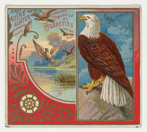 Eagle, from the Birds of America series (N37) for Allen & Ginter Cigarettes by Allen & Ginter, print, 1888
