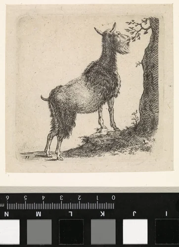 Staande blaadjes etende geit by Cornelis Saftleven, print, 1617-1681
