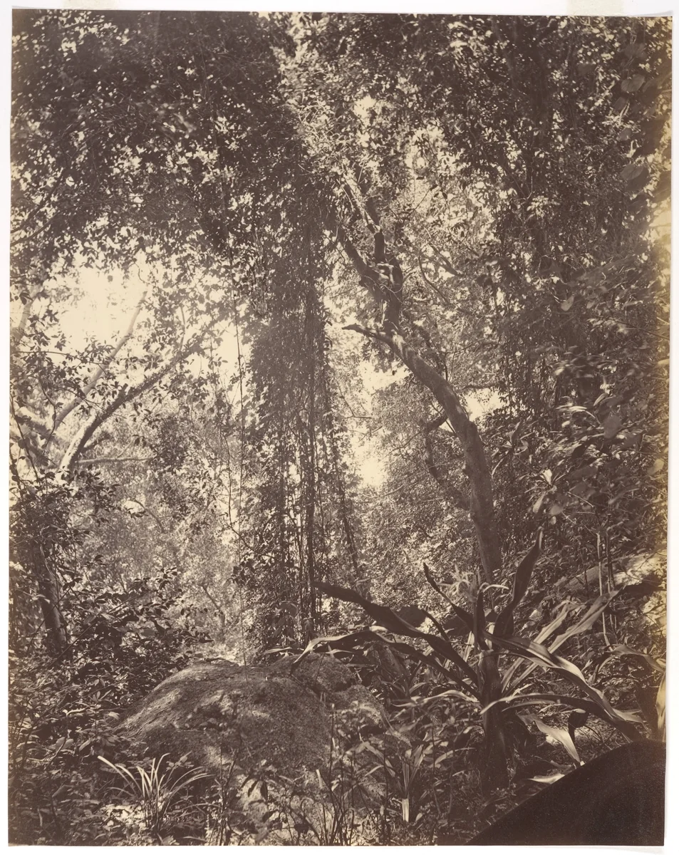 View in Camoens Garden Macao by John Thomson, photograph, 1869