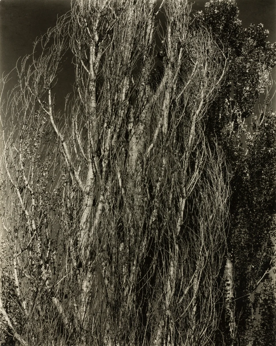Poplars—Lake George by Alfred Stieglitz, photograph, 1932